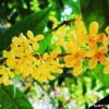 供應四川優質的成都桂花幼苗|柳樹垂柳基地