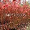 紅潤木種植基地，山東紅潤木批發，山東紅潤木價格
