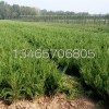 山東小龍柏批發，小龍柏種植基地，山東小龍柏基地