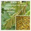 批發豬屎豆 山毛豆  銀合歡 含羞草