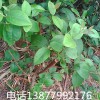 批發桃金娘苗 山毛豆苗 一手貨源