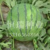買西瓜種子就到恒瑞種業——西瓜種子供應廠家