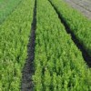 優質黃楊首推溫江華成園藝_成都桂花