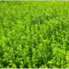 衛茅供貨商 想買品種好的衛茅上哪
