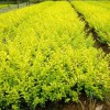 女貞批發商|供應山東銷量佳的苗木