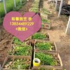 濰坊馬鞭草報價|高性價山東柳葉馬鞭草價格