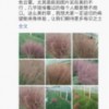 【天津濰坊粉黛亂子草供應《!!!》 山東優惠的濰坊粉黛亂子草】