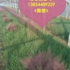 【《四川_濰坊》粉黛亂子草批發@供應價格@粉黛亂子草種植基地@廠家直銷】