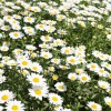 山東雛菊——大量供應優惠的雛菊