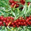 鈣果苗種植=山西鈣果苗=正宗鈣果苗價格