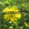 三葉萎陵菜種植基地，山東三葉萎陵菜價格，三葉萎陵菜批發