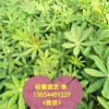【魯冰花批發價格@@優惠的魯冰花哪里有_ 哪里的魯冰花質量好】