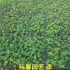 【羽扇豆批發@@想買好的羽扇豆就到裕馨花卉 |中國羽扇豆】