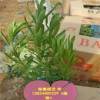 濰坊優惠的薰衣草供應——四川薰衣草