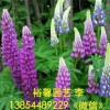 專業的羽扇豆提供商，當屬裕馨花卉_品質優良的魯冰花種植批發價格行情