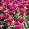 草花九月菊批發|有品質的七彩花卉市場價格情況