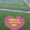 【山東濰坊叢生福祿考小苗首推裕馨花卉_如何選購采購芝櫻小苗】