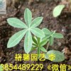 【蘭州-山東羽扇豆栽培基地@@性價比高的羽扇豆批發價格@裕馨@值得信賴】