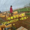 【濰坊芝櫻小苗專業供應商＿芝櫻小苗種植基地＿哪里的芝櫻小苗好】