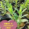 【好的薰衣草裕馨花卉供應價格@@價位合理的山東精品薰衣草批發價格】