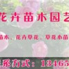 七彩花卉苗木_優質花卉苗木供應商——黃帝菊銷量