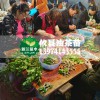 高產嫁接油茶苗，油茶良種苗，穩產湘林油茶樹苗