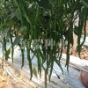 綠線椒種子生產廠家，高品質線椒種子推薦