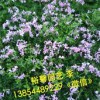 裕馨花卉＿優質濰坊芝櫻小苗供應商//濰坊芝櫻小苗哪里有？？