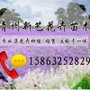 青州波斯菊|供應山東優惠的園林植物