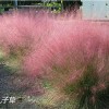 LOOK!七彩【粉花亂子草批發商】【粉花亂子草】，是您正確的選擇！