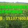 優質桃樹苗當選眾苑苗木_價格合理的桃樹苗