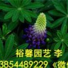 哪里出售質量好的羽扇豆；裕馨花卉專業供應羽扇豆；提供品質優良的魯冰花種植批發