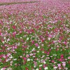 成都優惠的成都格桑花種子供應——成都格桑花