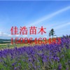 薰衣草供應商哪家好 薰衣草小苗批發報價