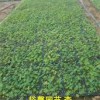 山東優惠的羽扇豆 出售品質優良的魯冰花種植批發