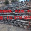 黃金梨樹苗哪家買實惠——中國梨樹苗|黃金梨樹苗