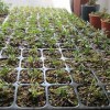 濰坊品質好的大棚育苗基質·廠家直銷：廣西大棚育苗基質