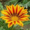 福建宿根花卉|信譽好的宿根花卉勛章菊價位