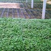 市場上具有口碑的黃瓜育苗基質在哪里可以找到 黃瓜育苗基質批發