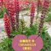 【山東羽扇豆基地直銷；；采購魯冰花找哪家；；大量供應價位合理的魯冰花】
