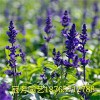 鼠尾草價格行情訊息,為您推薦優質的鼠尾草