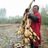 聊城放心的蓮子供應  ，受歡迎的蓮子培育