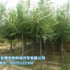 想要選購苗木種植就來青海宏博農林|綠化苗木批發