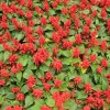 一串紅批發商——信諾花卉苗木專注一串紅批發