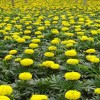 萬壽菊價格行情:專業的萬壽菊市場價格