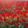 優質紅王子錦帶 山東優質紅王子錦帶批發
