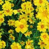 濰坊宿根地被批發價格——宿根地被供應