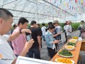 平湖市召開瓜菜新品種現場考察觀摩會