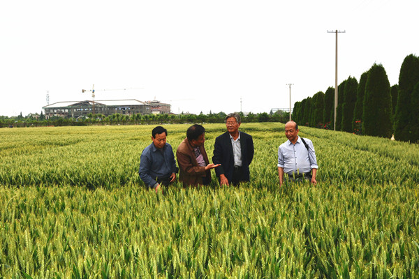 富平試驗站開放日現場