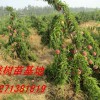 桃樹苗批發 南陽桃樹苗品種 桃樹苗價格 桃樹苗批發基地